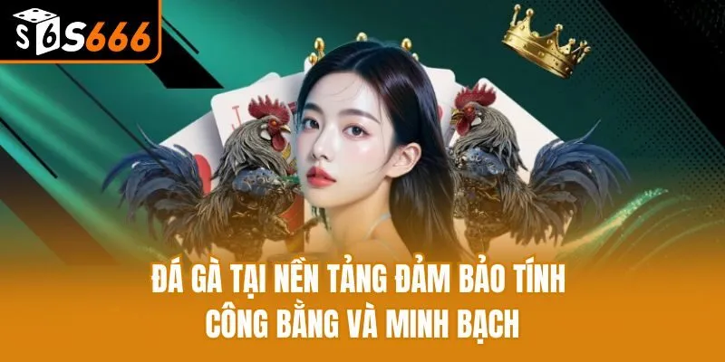 Đá gà tại nền tảng đảm bảo tính công bằng và minh bạch